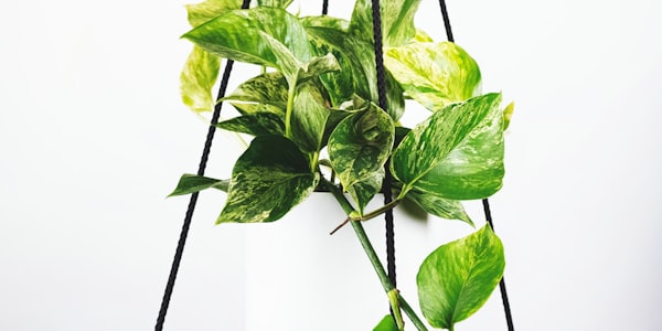 2026年世界杯淘汰赛阶段激烈对抗画面